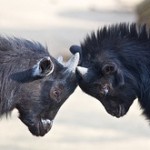 Young fighting goats (Missud, flickr)
