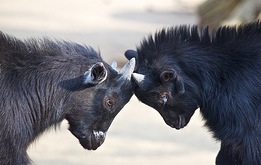Young fighting goats (Missud, flickr)